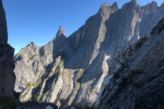 Engelhörner-Trumpfkönig