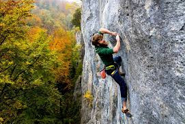 Vogelbrut Falkenflue